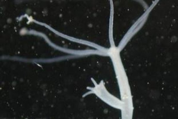 Kraken пользователь не найден при входе